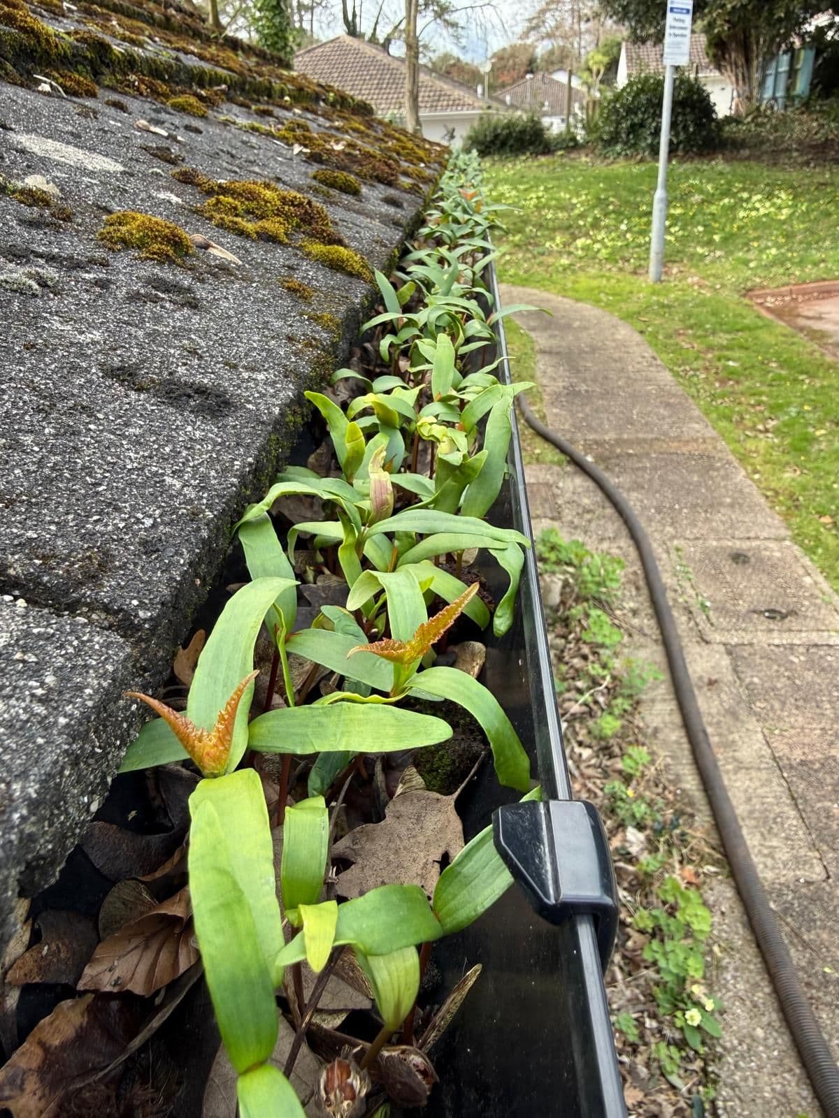 Gutter packed with dead leaves and green seedlings before clearing